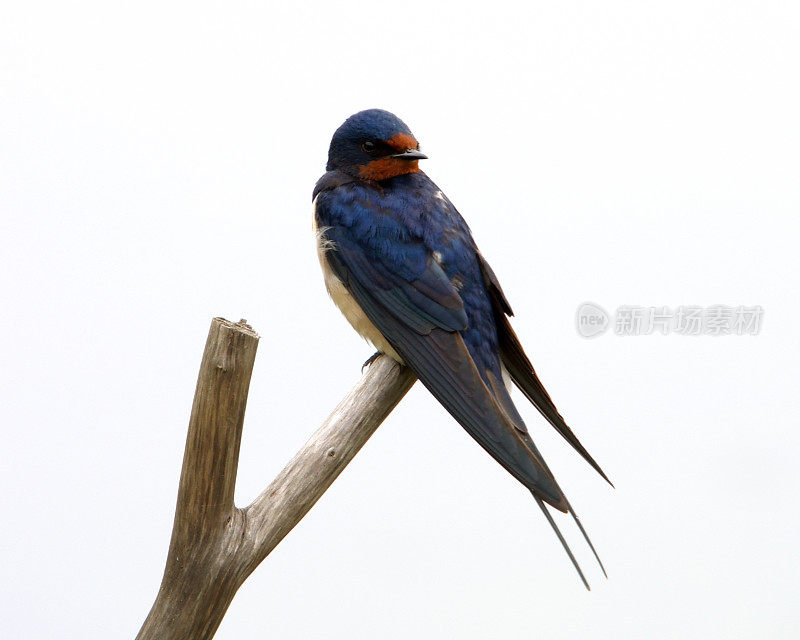 燕子(Hirundo rustica)